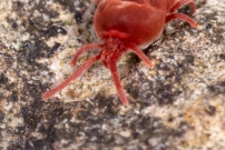 (Prostigmata - Trombidiidae - Allothrombium sp.)